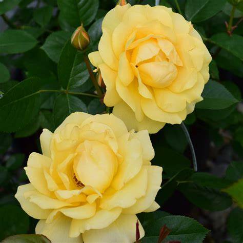 Gorgeous Yellow Rose 'Julia Child'