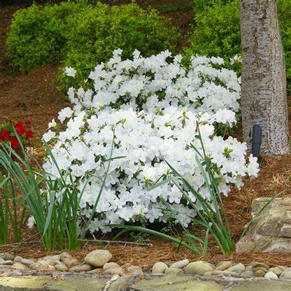 Delaware Valley White Azalea