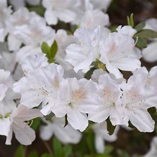 Delaware Valley White Azalea