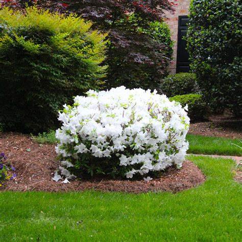 Delaware Valley White Azalea