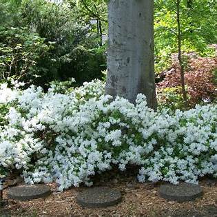 Delaware Valley White Azalea