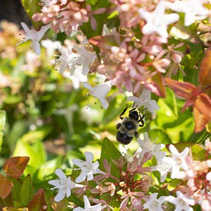 Peach Perfection Abelia