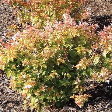 Peach Perfection Abelia