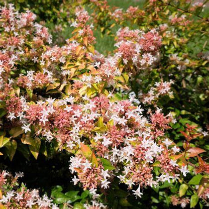 Peach Perfection Abelia