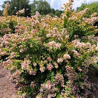 Peach Perfection Abelia