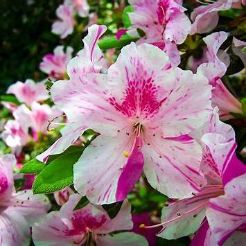 Autumn Twist Encore Azalea