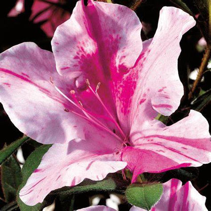 Autumn Twist Encore Azalea