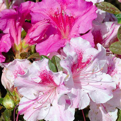 Autumn Twist Encore Azalea