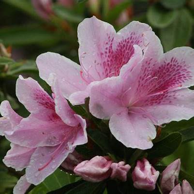 George Tabor  Azalea