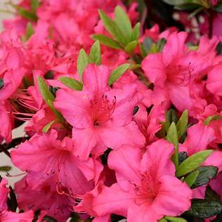 The Girard Rose Azalea