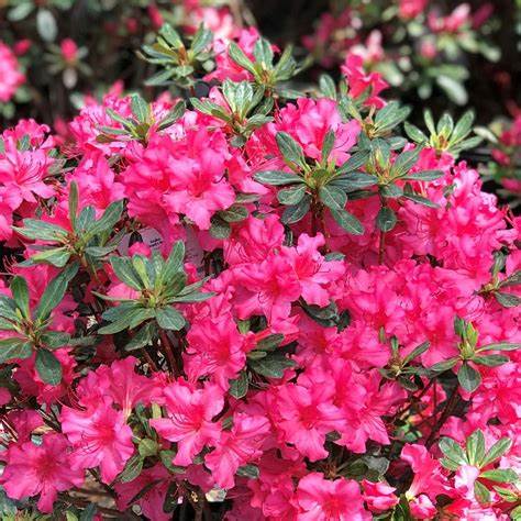 The Girard Rose Azalea