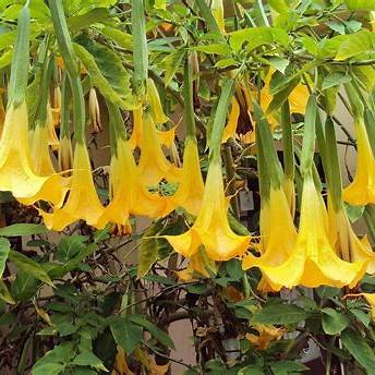 Angel Trumpet Plant