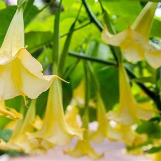 Angel Trumpet Plant