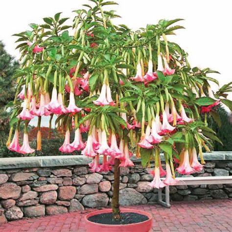 Pink Angel Trumpet Plant