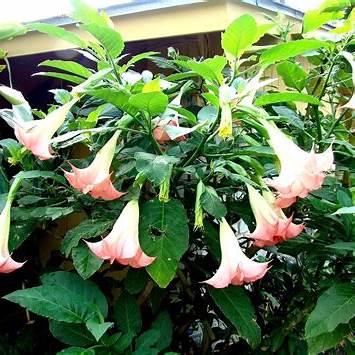 Pink Angel Trumpet Plant