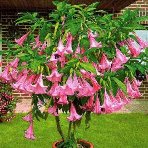 Pink Angel Trumpet Plant