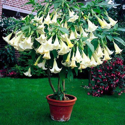 White  Angel Trumpet Plant