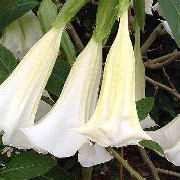 White  Angel Trumpet Plant