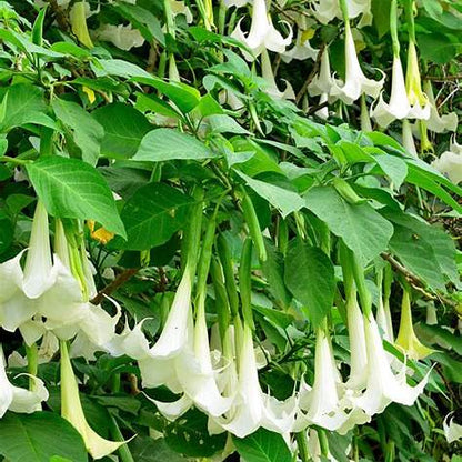 White  Angel Trumpet Plant